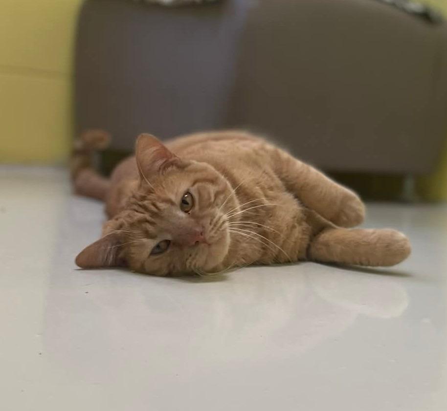 Enlarge Gnocchi, a Adoptable mixed breed in Hamilton, OH image 3/3