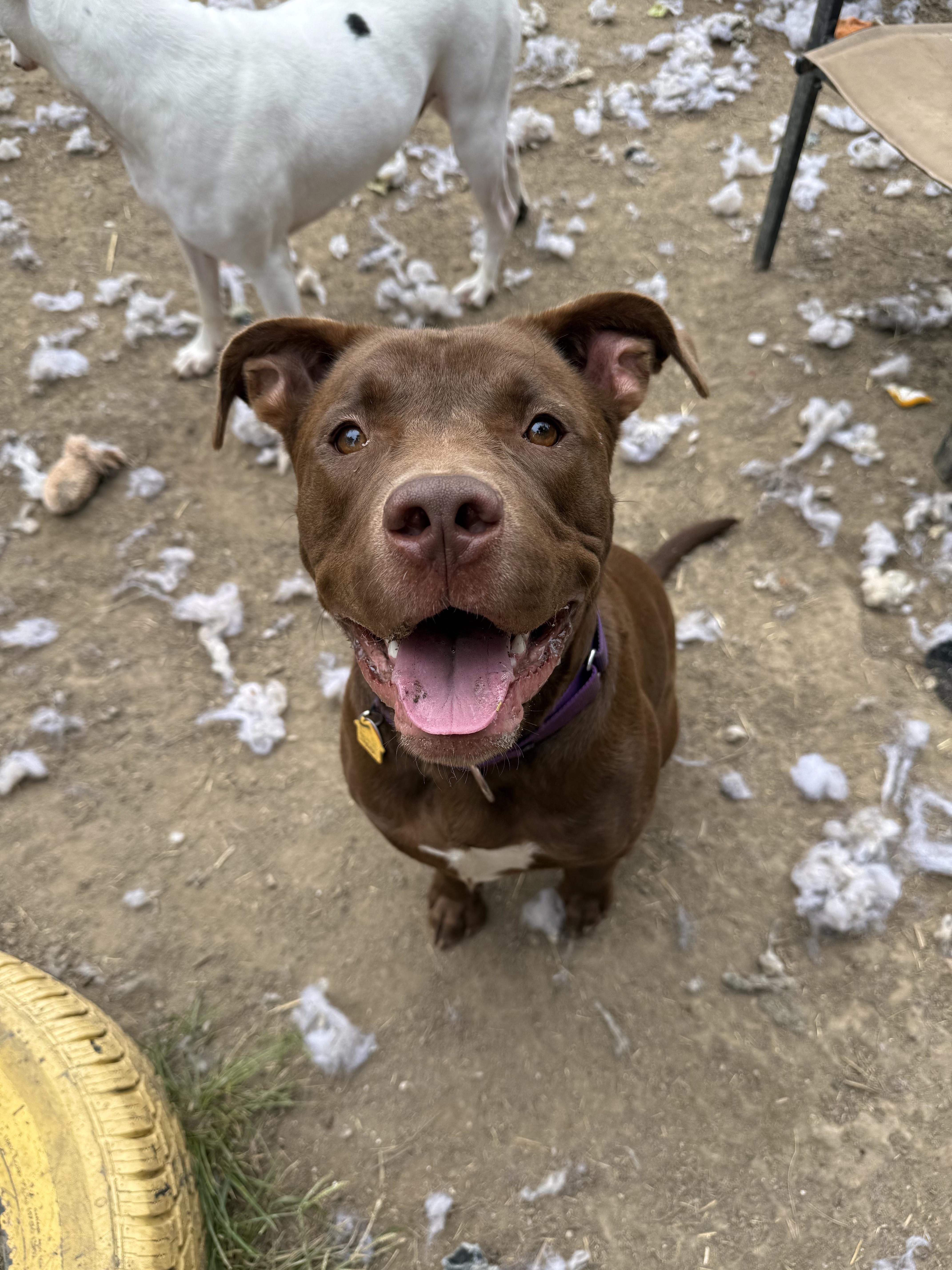 Enlarge Moose, an adopted mixed breed in INDIANAPOLIS, IN image 2/6