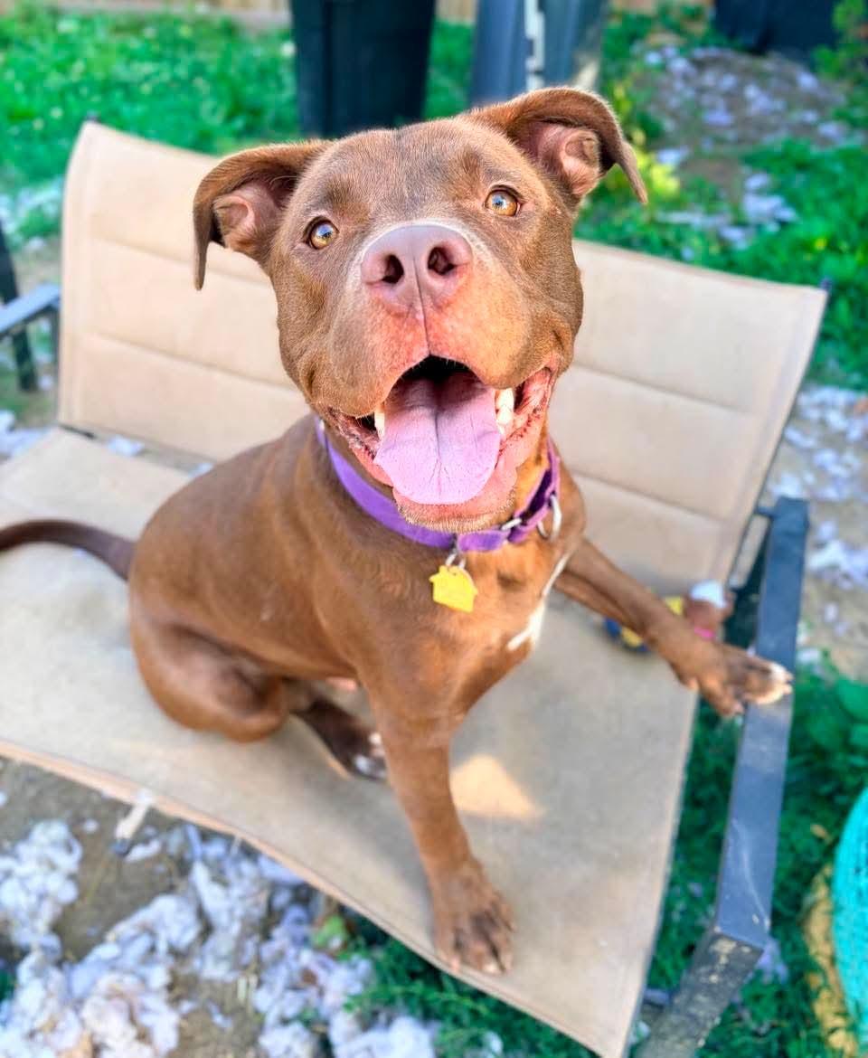 Enlarge Moose, an adopted mixed breed in INDIANAPOLIS, IN image 1/6