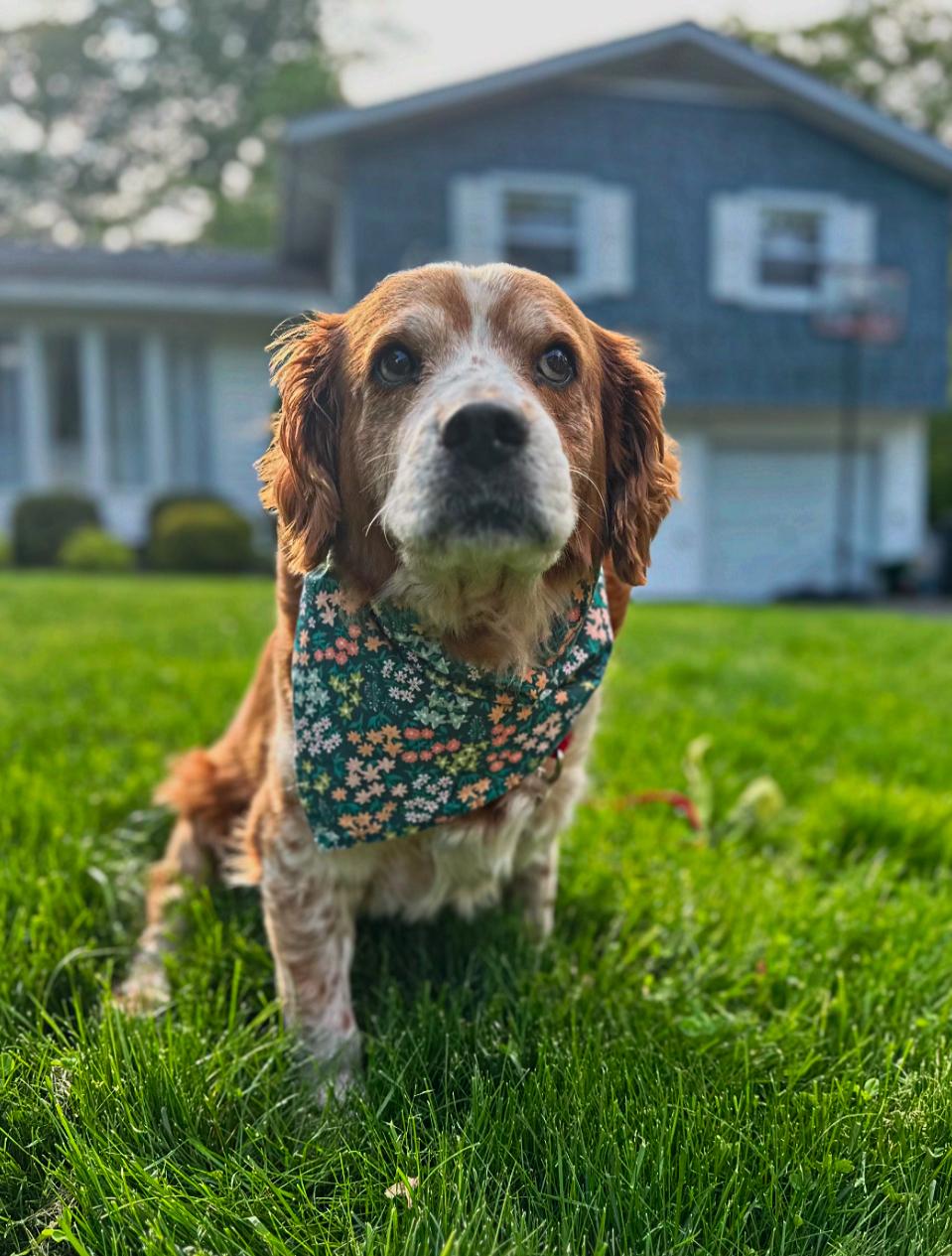 Enlarge Thelma, a Adoptable mixed breed in Thornwood, NY image 3/6