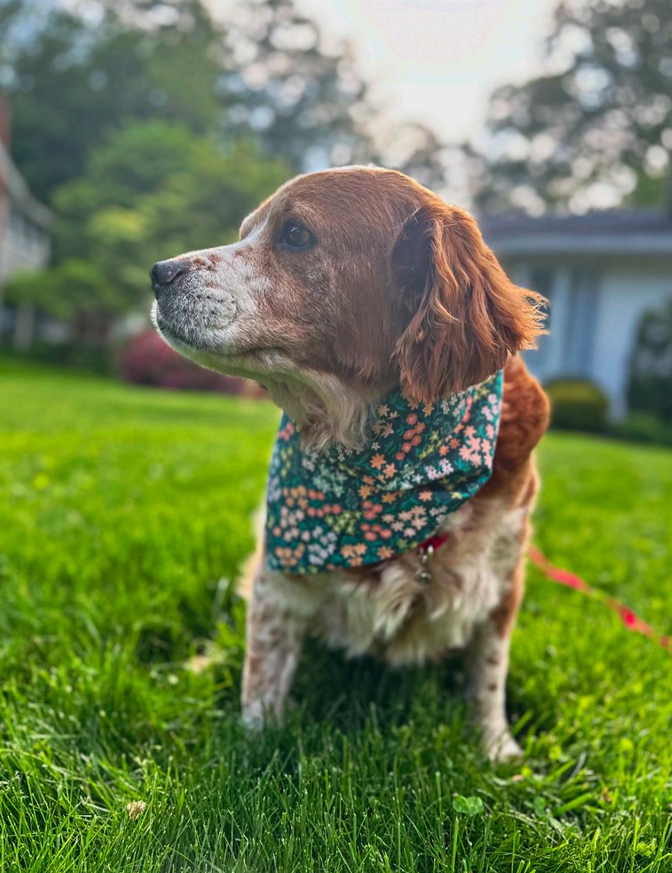 Enlarge Thelma, a Adoptable mixed breed in Thornwood, NY image 5/6