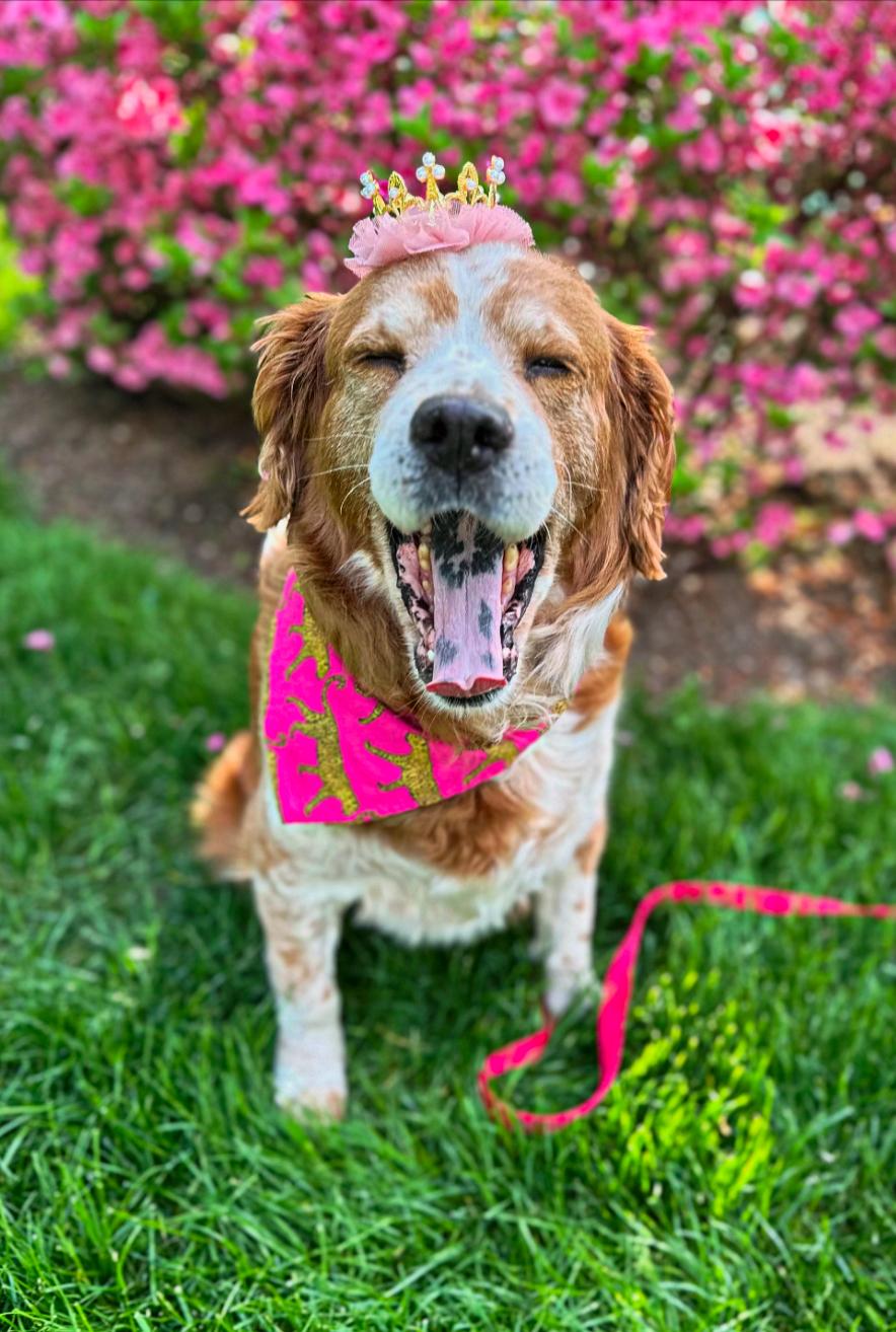 Enlarge Thelma, a Adoptable mixed breed in Thornwood, NY image 6/6