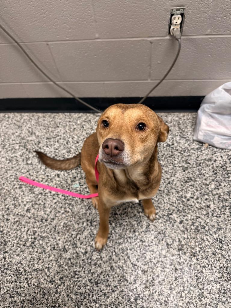Ruby, Adoptable, Adult Female Carolina Dog.