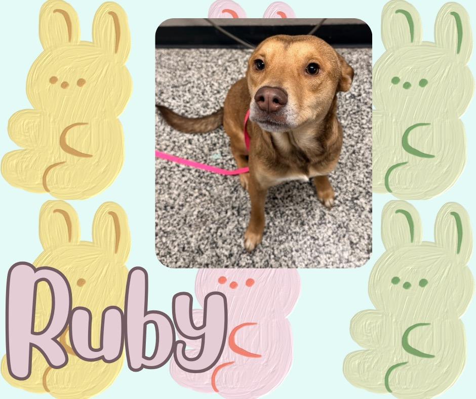 Enlarge Ruby, a Adoptable mixed breed in Hopkinsville, KY image 2/3