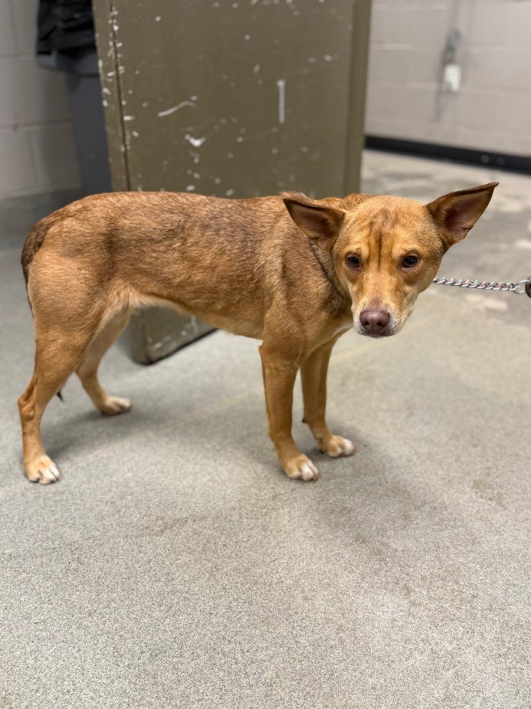 Enlarge Ruby, a Adoptable mixed breed in Hopkinsville, KY image 3/3