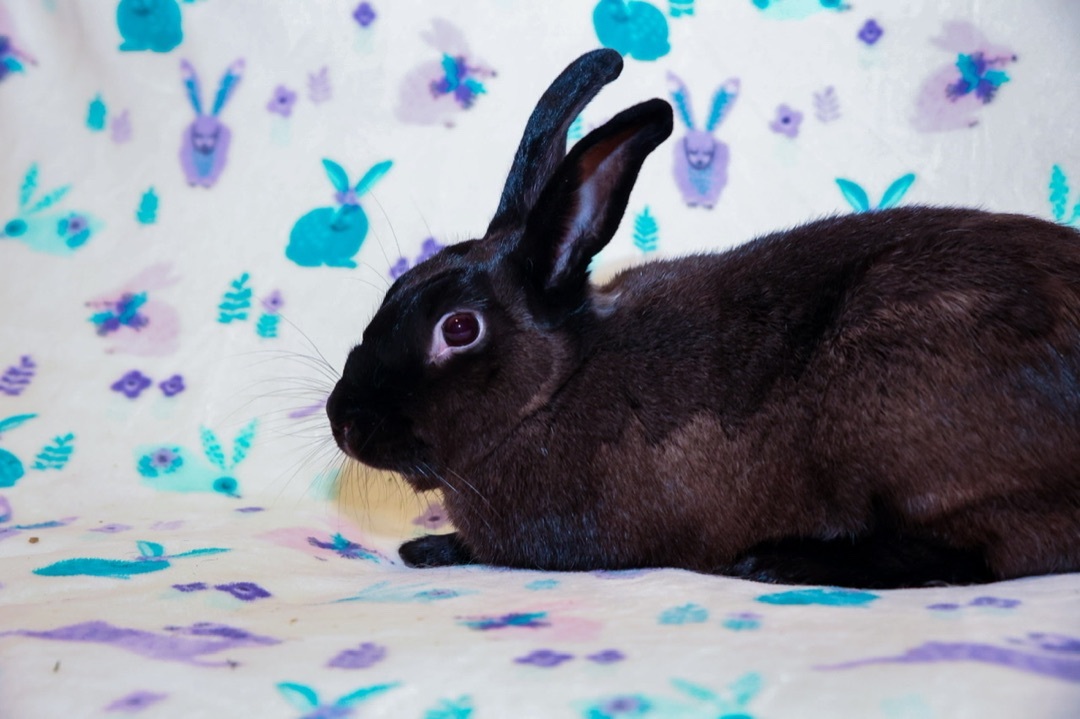 Tootsie, Adult Female unknown