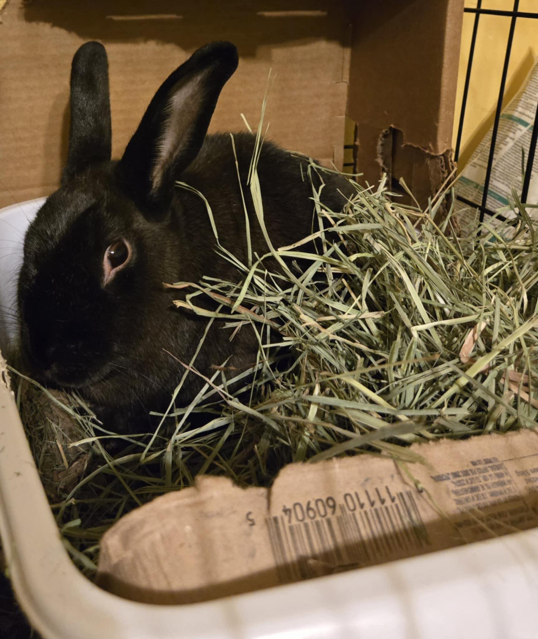 Enlarge Tootsie, a Adoptable Cinnamon in Little Rock, AR image 2/3