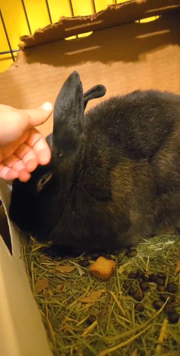 Enlarge Tootsie, a Adoptable Cinnamon in Little Rock, AR video 3/3