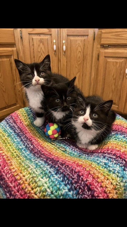 Puffin, an adopted mixed breed in Omaha, NE image 2/2