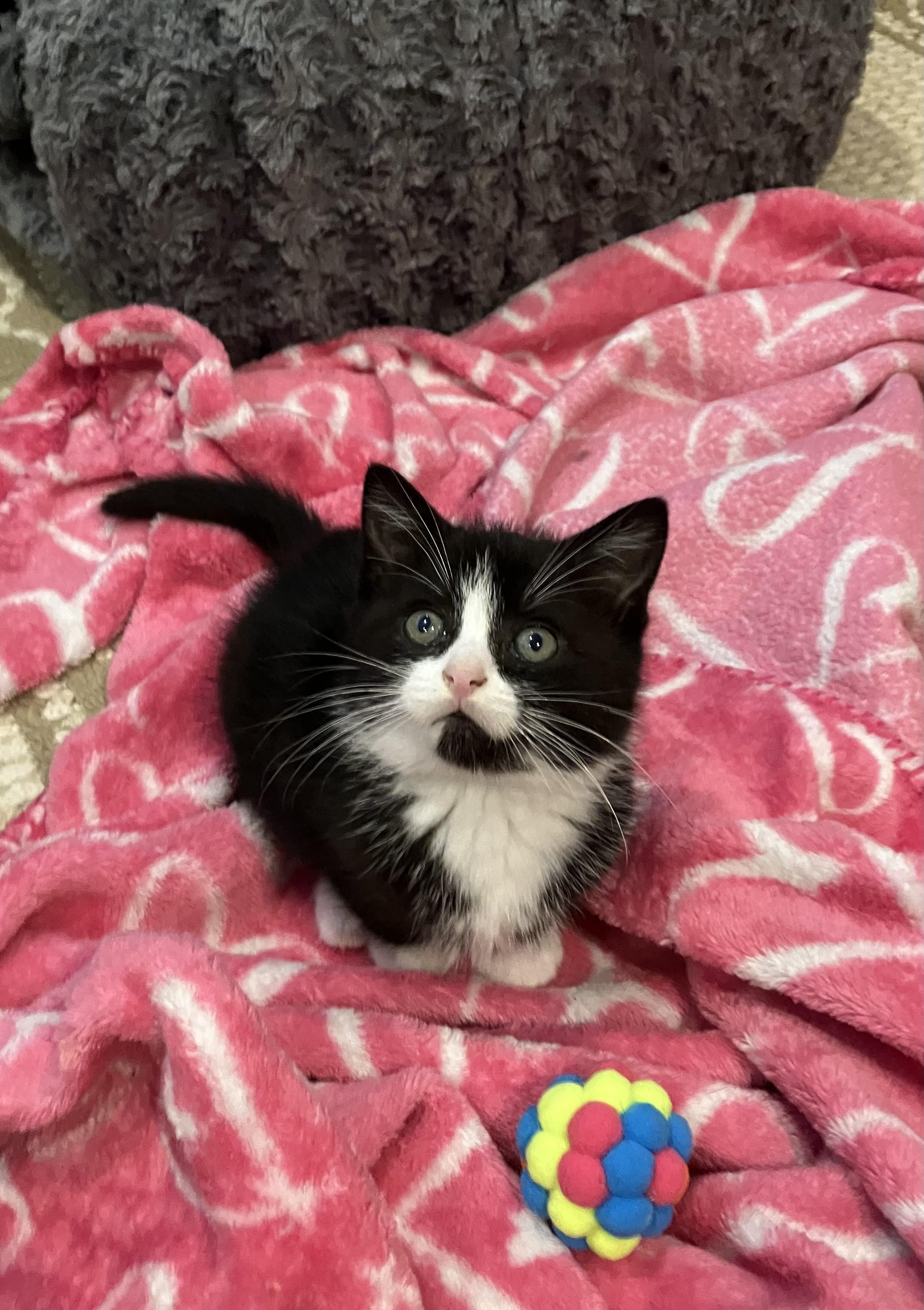 Puffin, an adopted mixed breed in Omaha, NE image 1/2