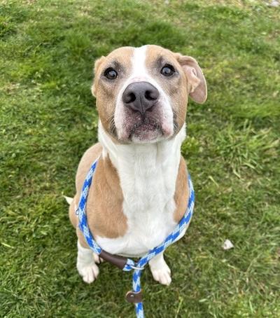 Enlarge Princess, an adopted American Staffordshire Terrier in Palmyra, VA image 1/1