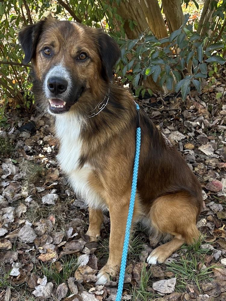 Remy, ADOPTABLE, Young • Male, Australian Shepherd & English Shepherd.