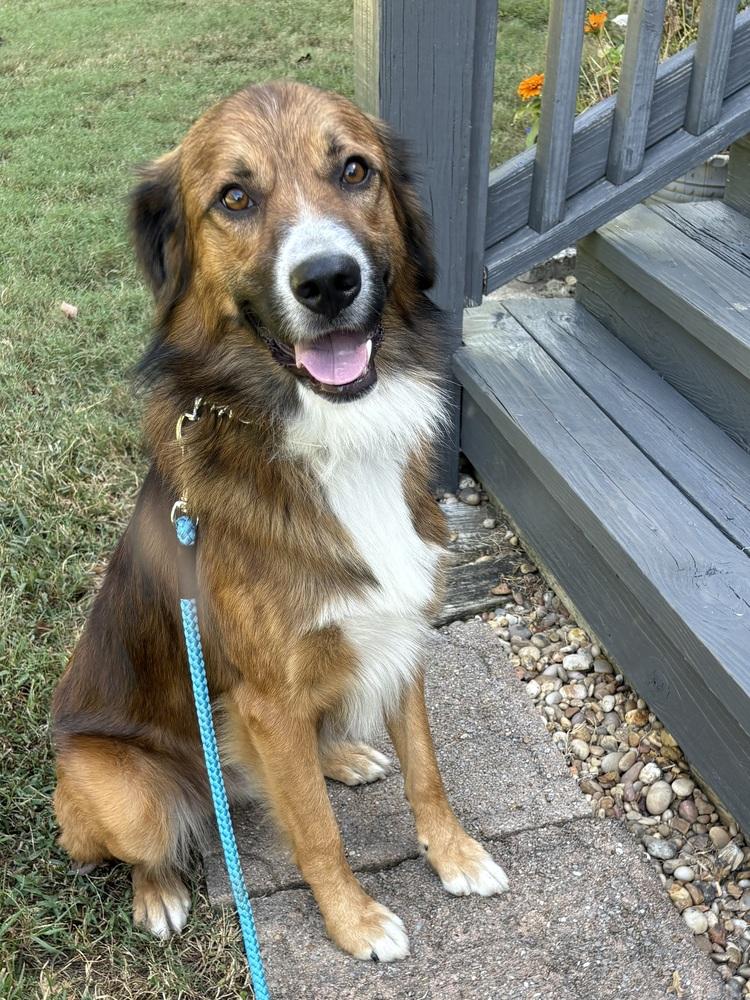 Enlarge Remy, a Adoptable mixed breed in Pulaski, TN image 2/5