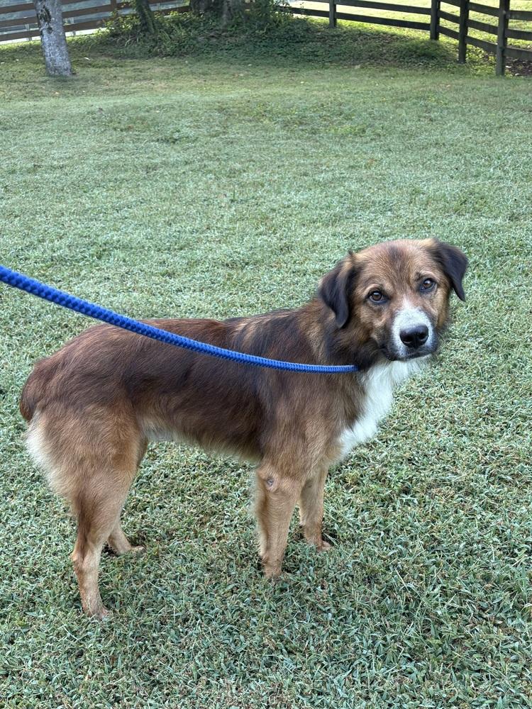 Enlarge Remy, a Adoptable mixed breed in Pulaski, TN image 3/5