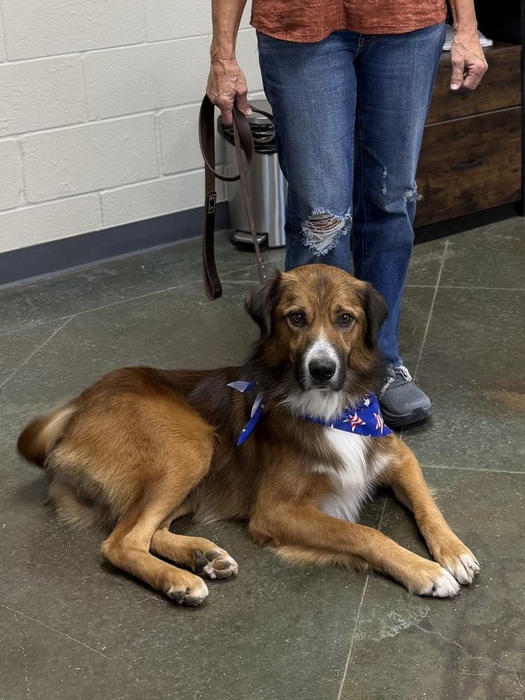 Enlarge Remy, a Adoptable mixed breed in Pulaski, TN image 4/5