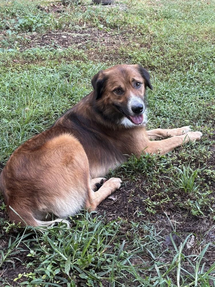 Enlarge Remy, a Adoptable mixed breed in Pulaski, TN image 5/5