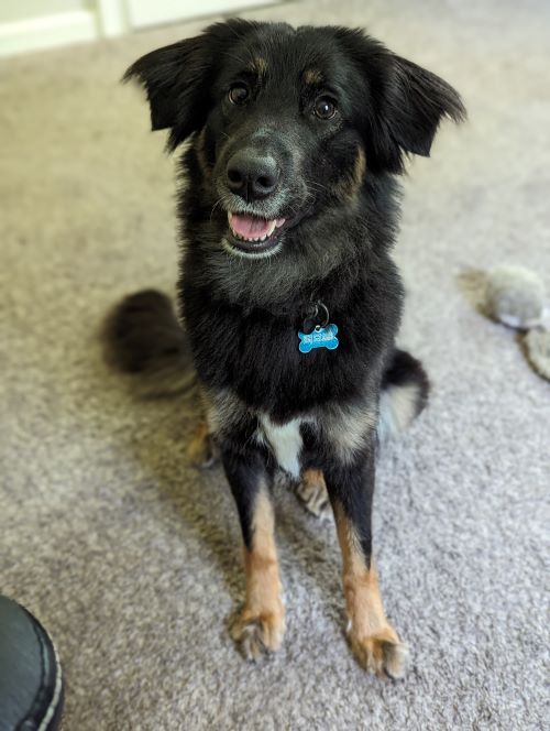 Enlarge Sunny, a Adopted English Shepherd in Medford, NY image 1/1