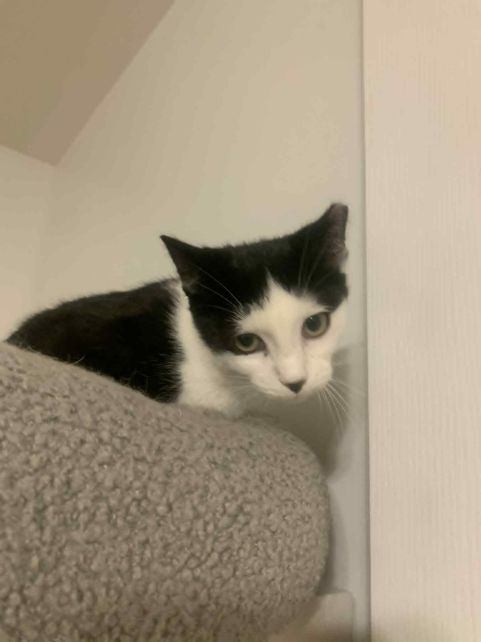 Enlarge Slinky, a Adoptable Domestic Short Hair in Fredericksburg, VA image 2/6