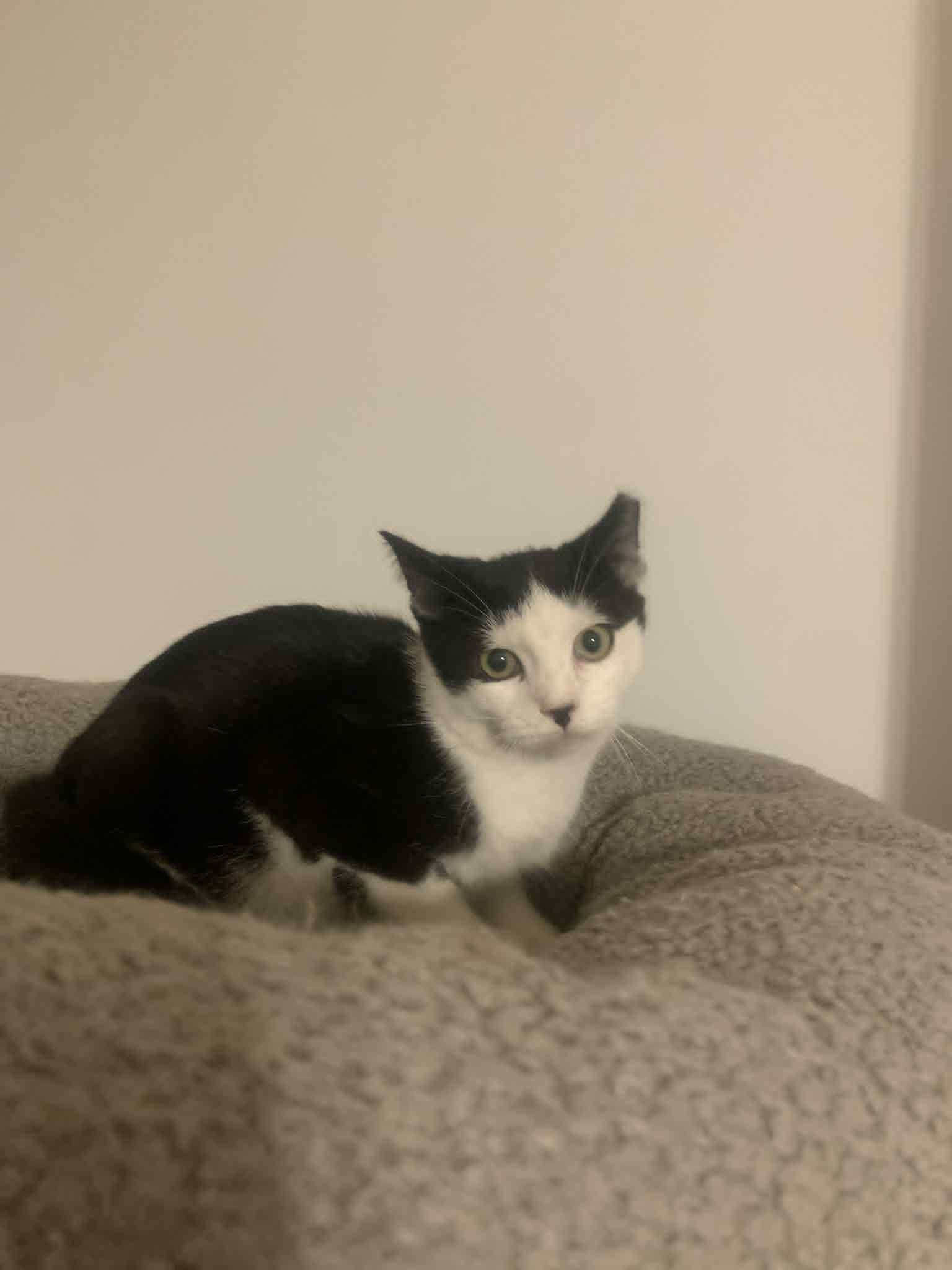 Enlarge Slinky, a Adoptable Domestic Short Hair in Fredericksburg, VA image 3/6