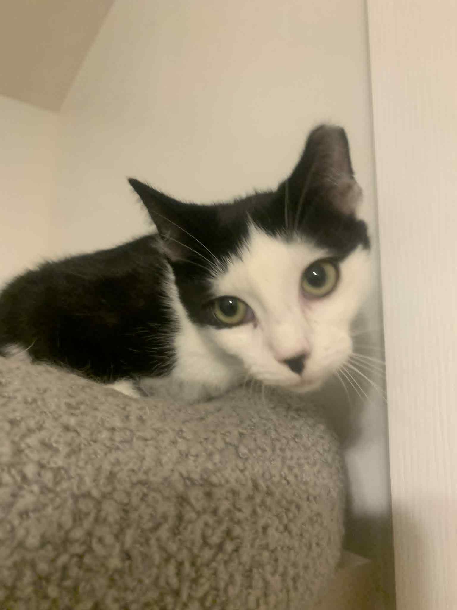 Slinky, Adoptable, Kitten Male Domestic Short Hair.