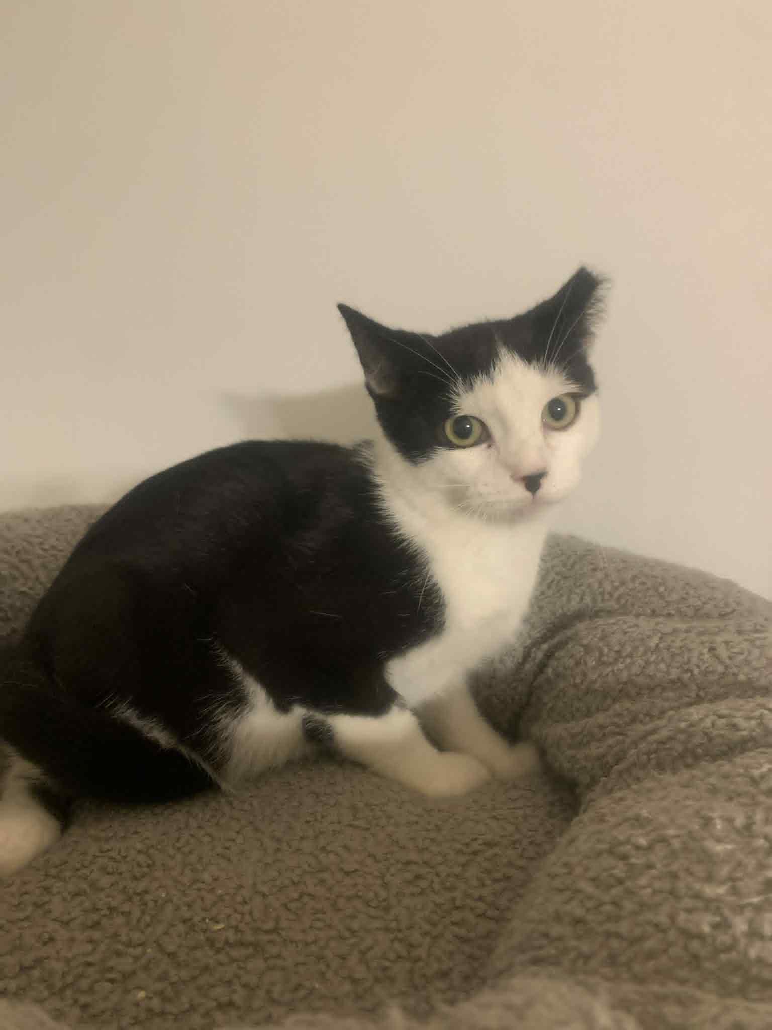 Enlarge Slinky, a Adoptable Domestic Short Hair in Fredericksburg, VA image 4/6