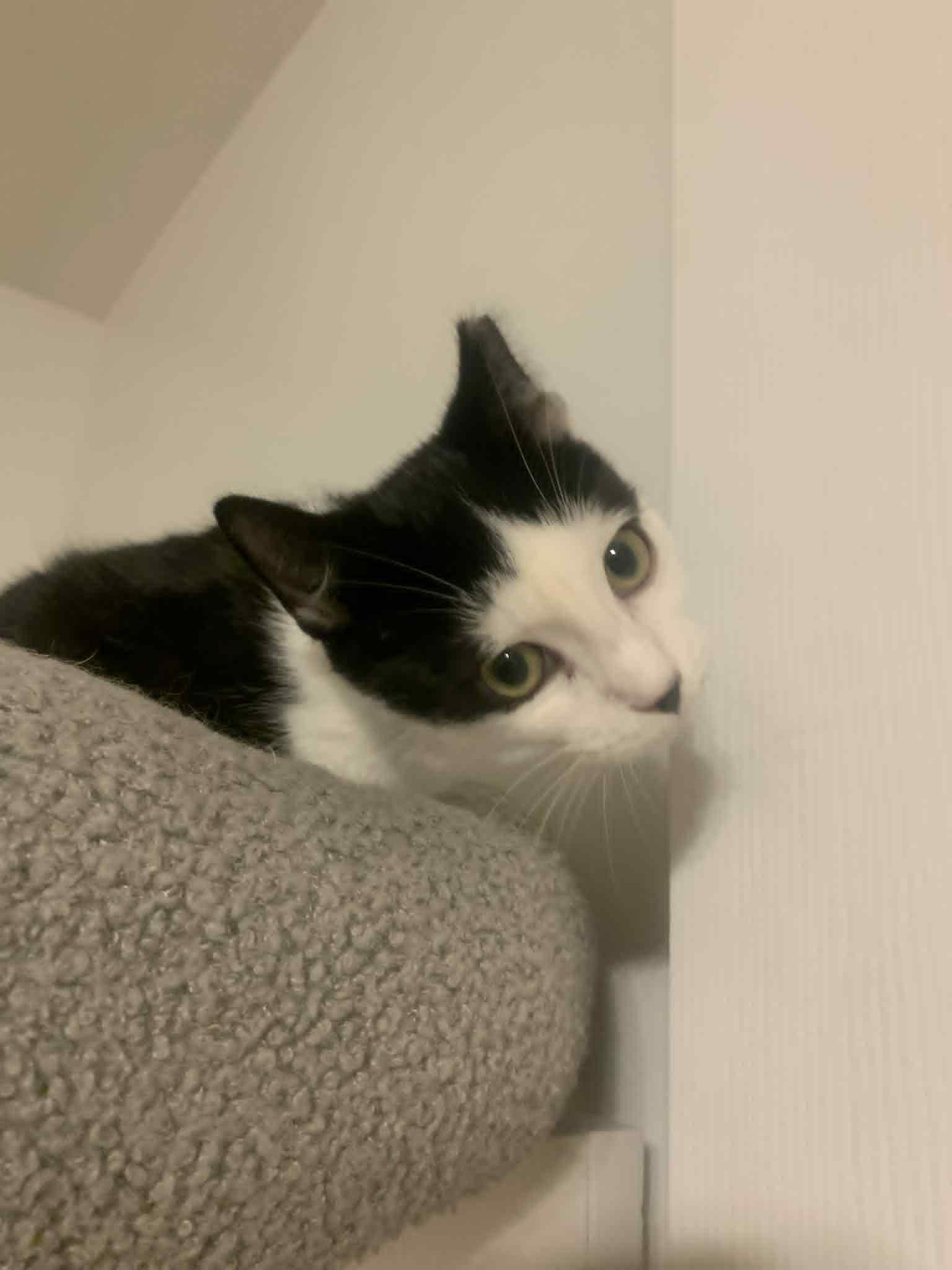 Enlarge Slinky, a Adoptable Domestic Short Hair in Fredericksburg, VA image 5/6