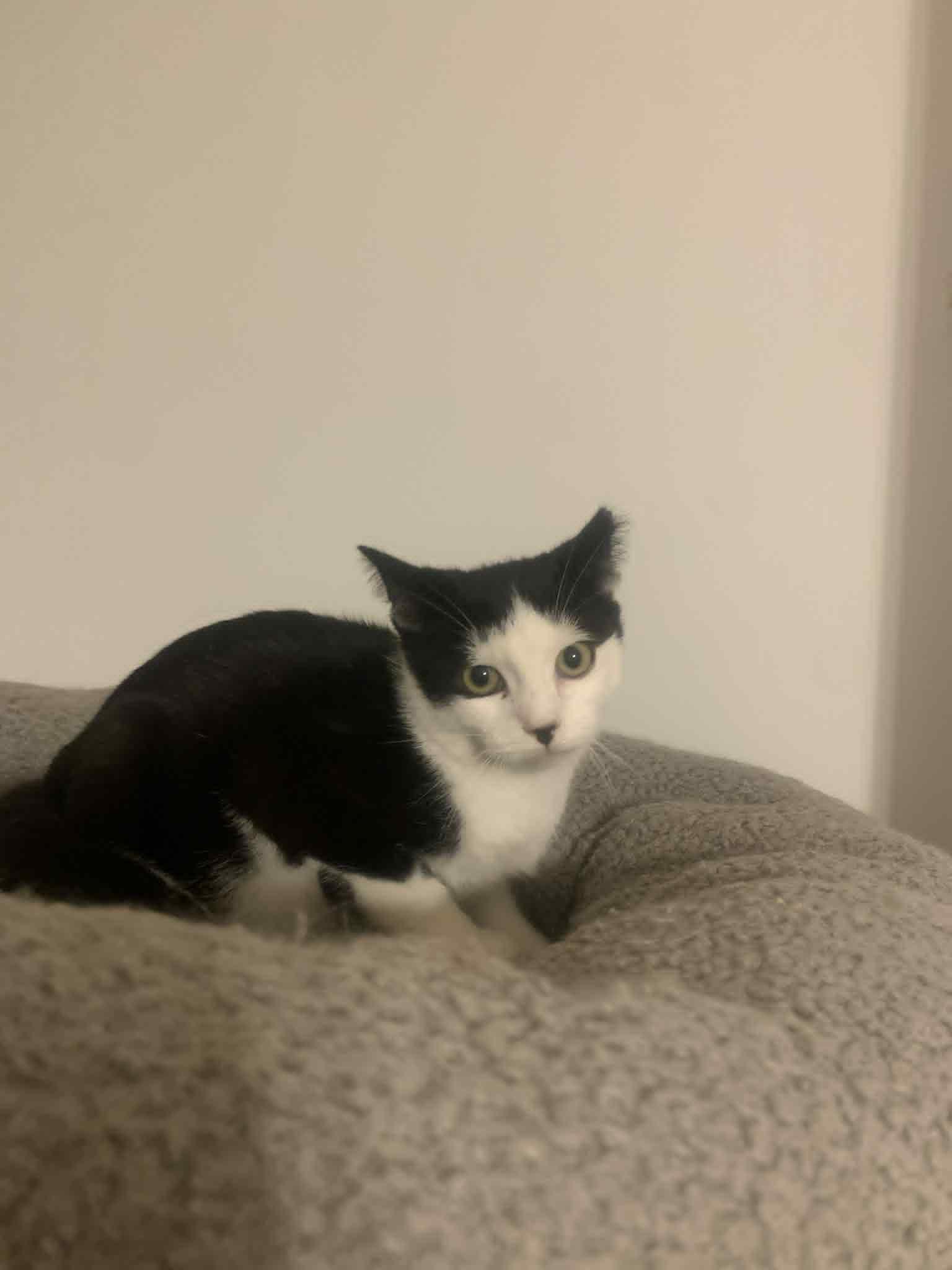 Enlarge Slinky, a Adoptable Domestic Short Hair in Fredericksburg, VA image 6/6