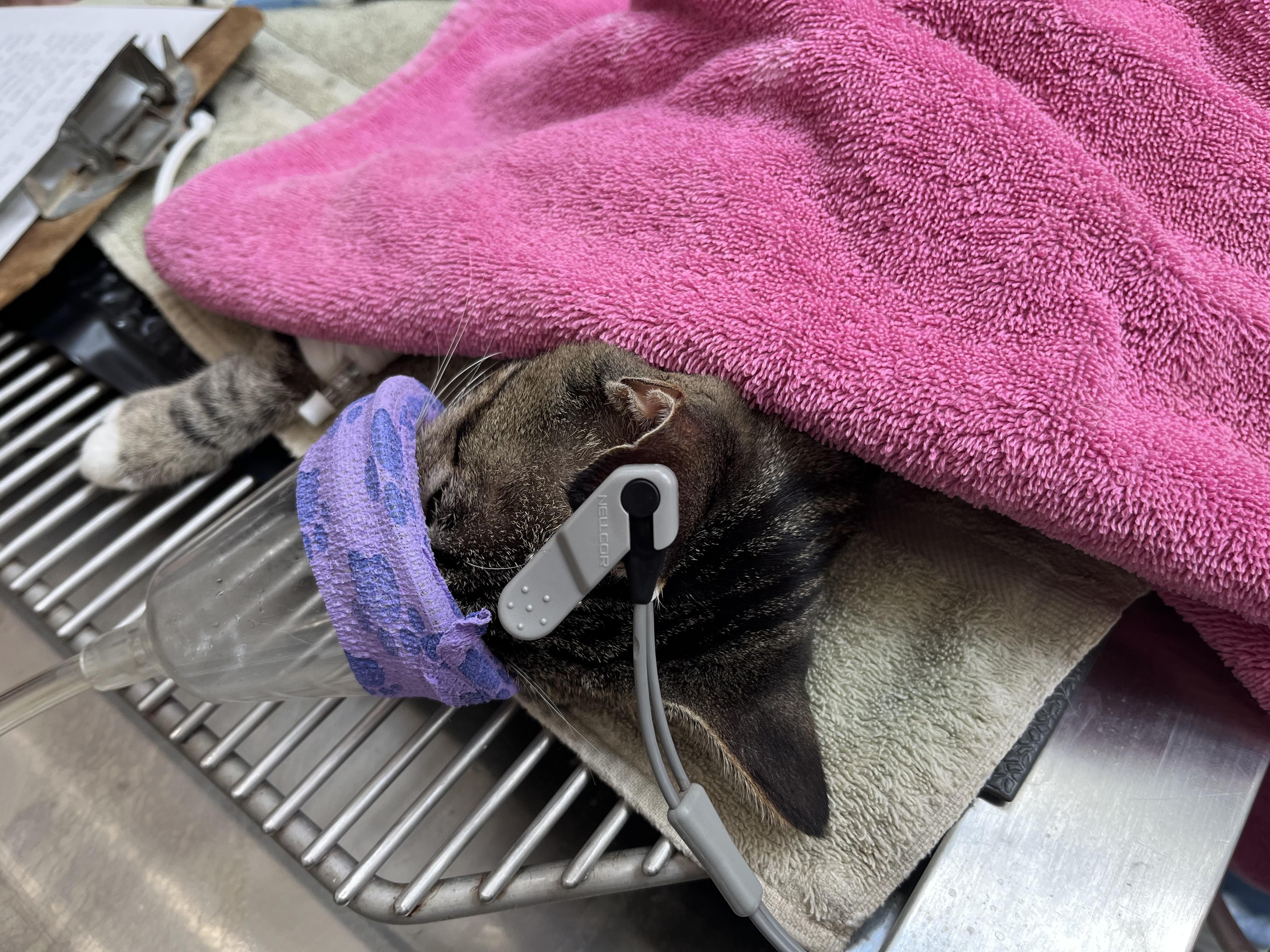 Enlarge Leah, a Adoptable Domestic Short Hair in Mount Airy, MD image 1/5