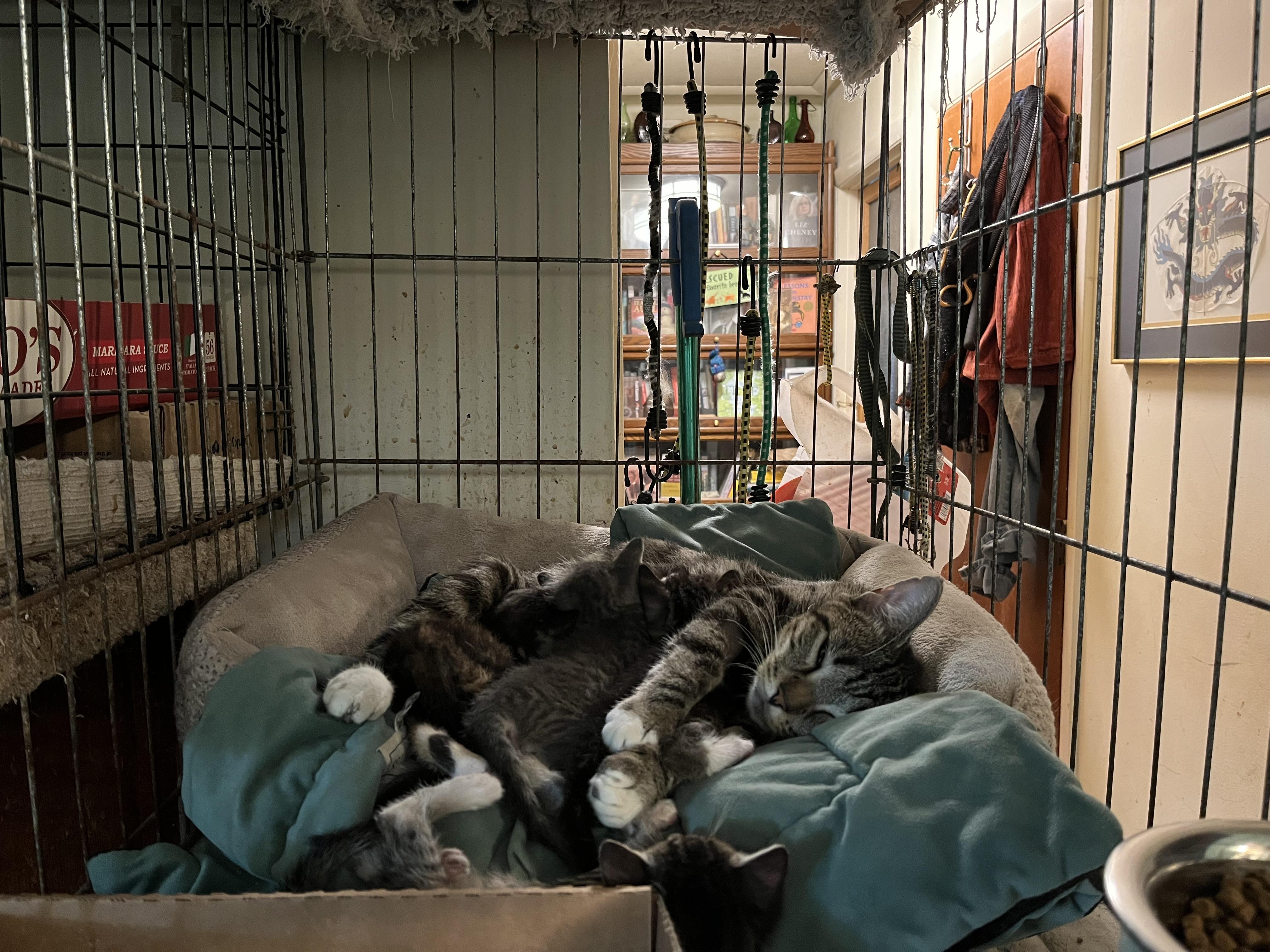 Enlarge Leah, a Adoptable Domestic Short Hair in Mount Airy, MD image 2/5