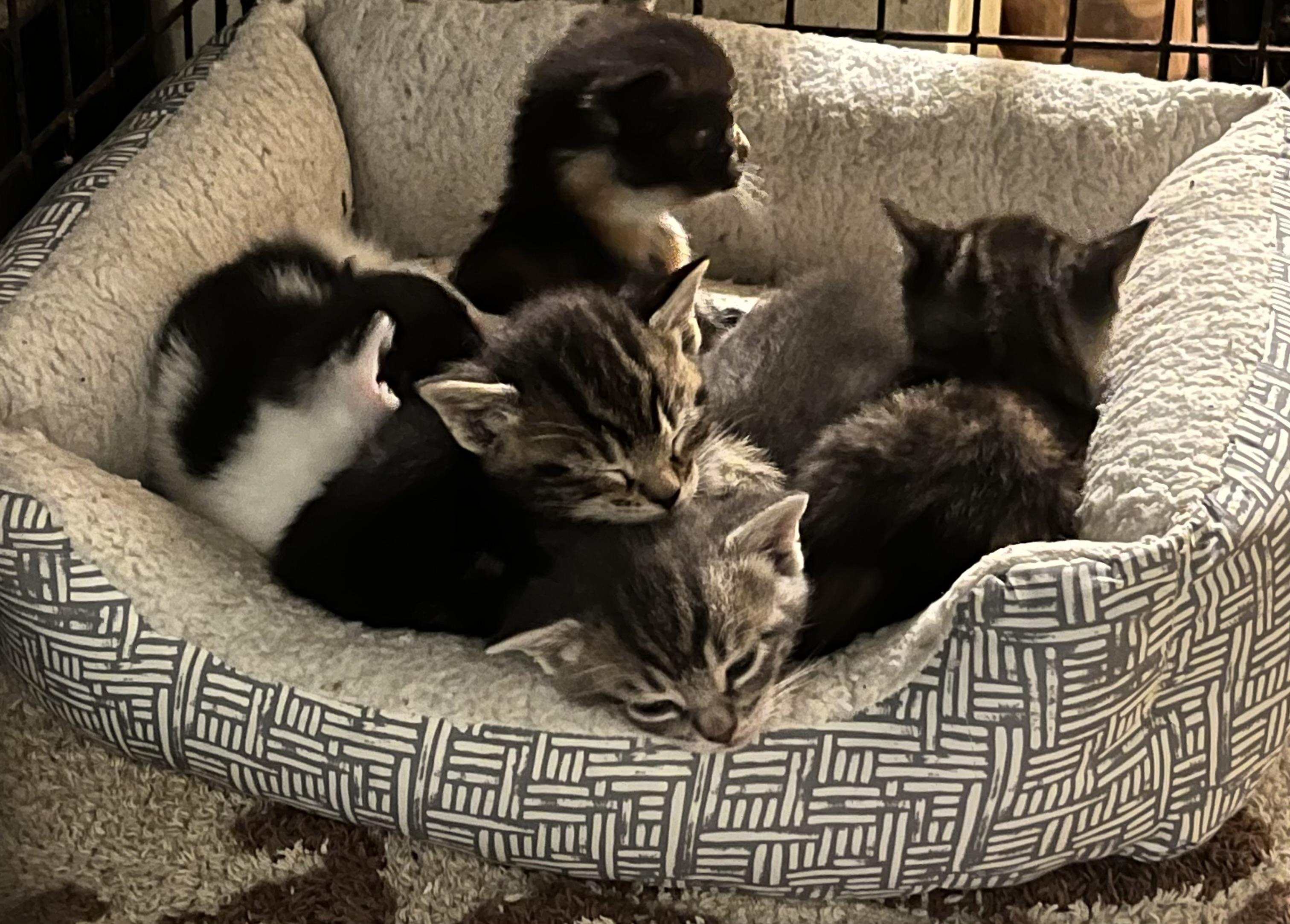 Enlarge Leah, a Adoptable Domestic Short Hair in Mount Airy, MD image 3/5