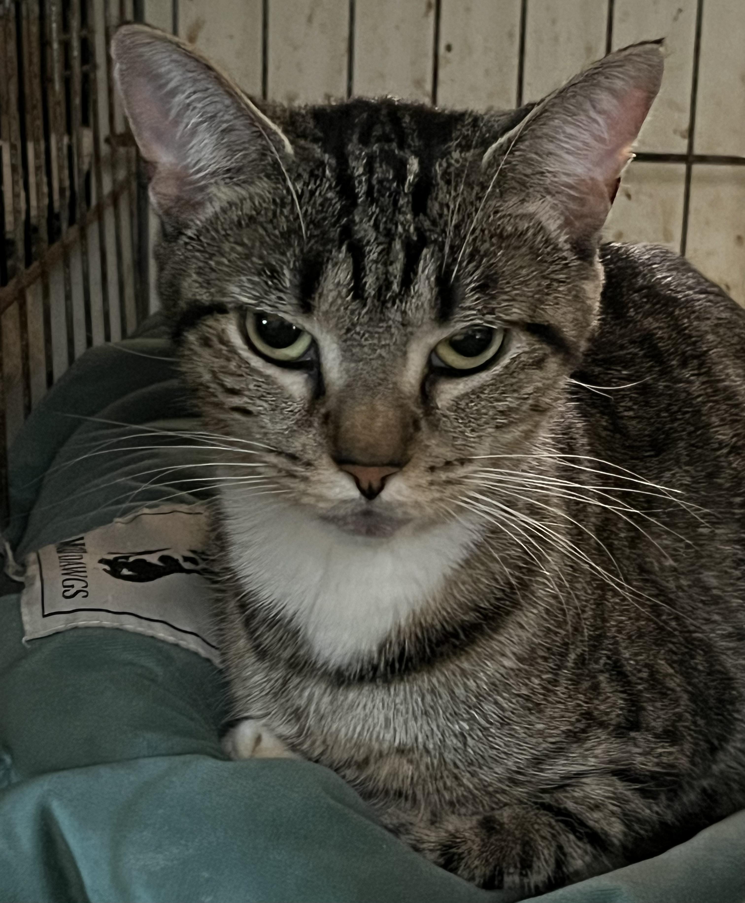 Leah, Adoptable, Adult Female Domestic Short Hair.