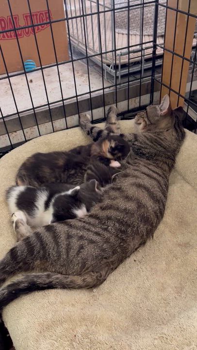 Enlarge Leah, a Adoptable Domestic Short Hair in Mount Airy, MD video 5/5