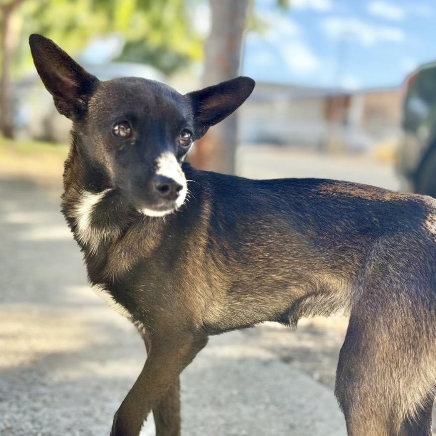 ELARA, Adoptable, Adult Female Chihuahua & Mixed Breed.