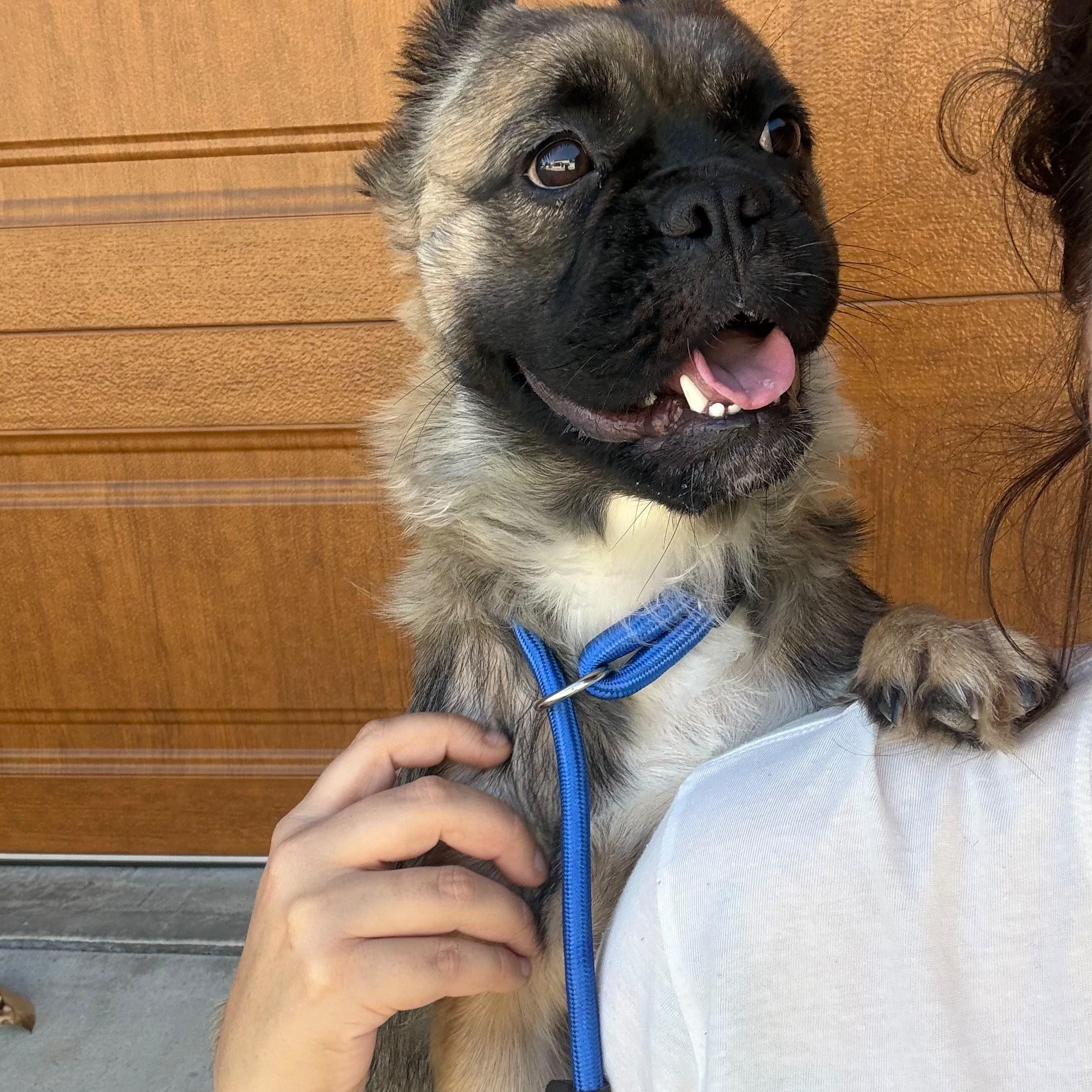 Enlarge Irma, a Adoptable French Bulldog in La Mesa, CA image 1/6