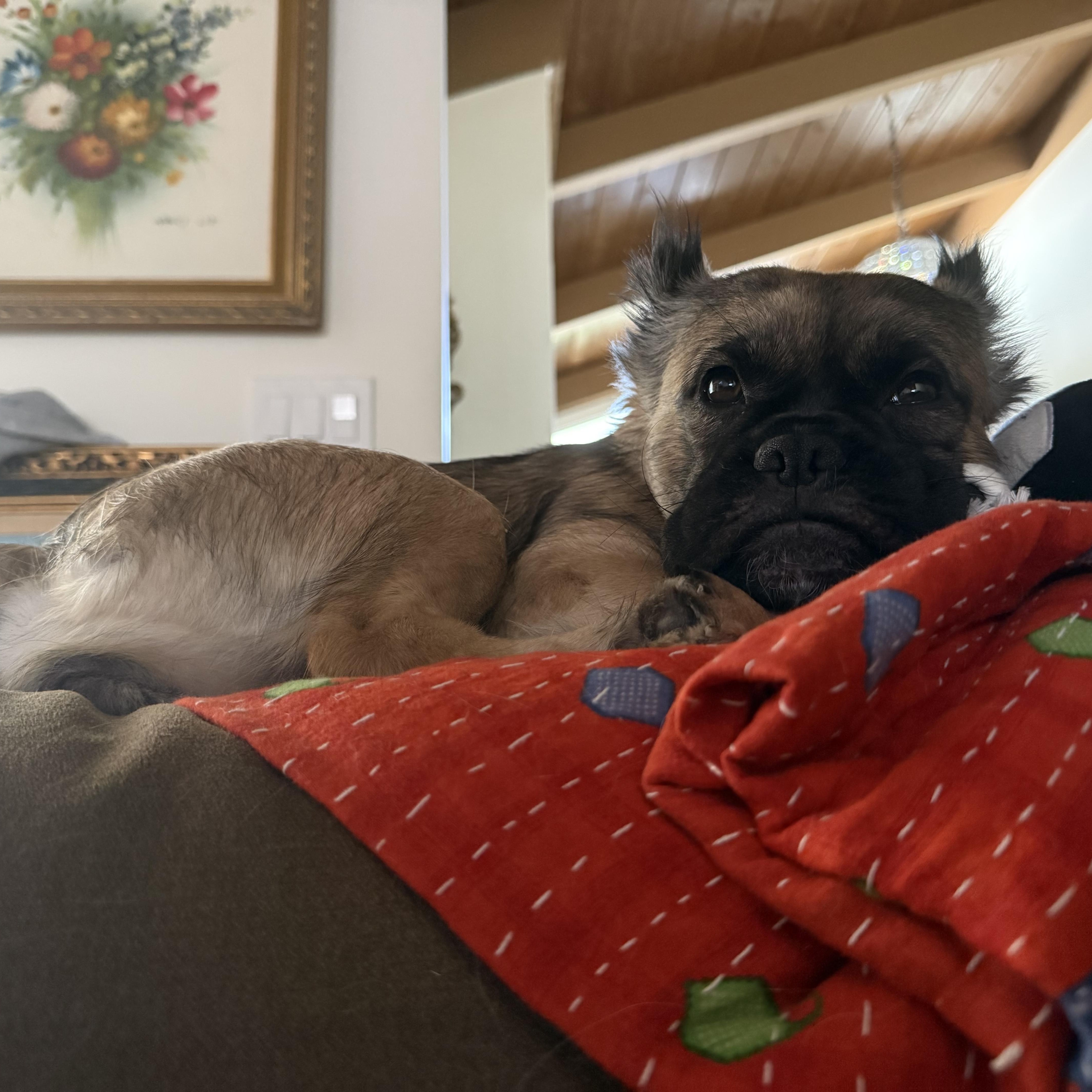 Enlarge Irma, a Adoptable French Bulldog in La Mesa, CA image 6/6