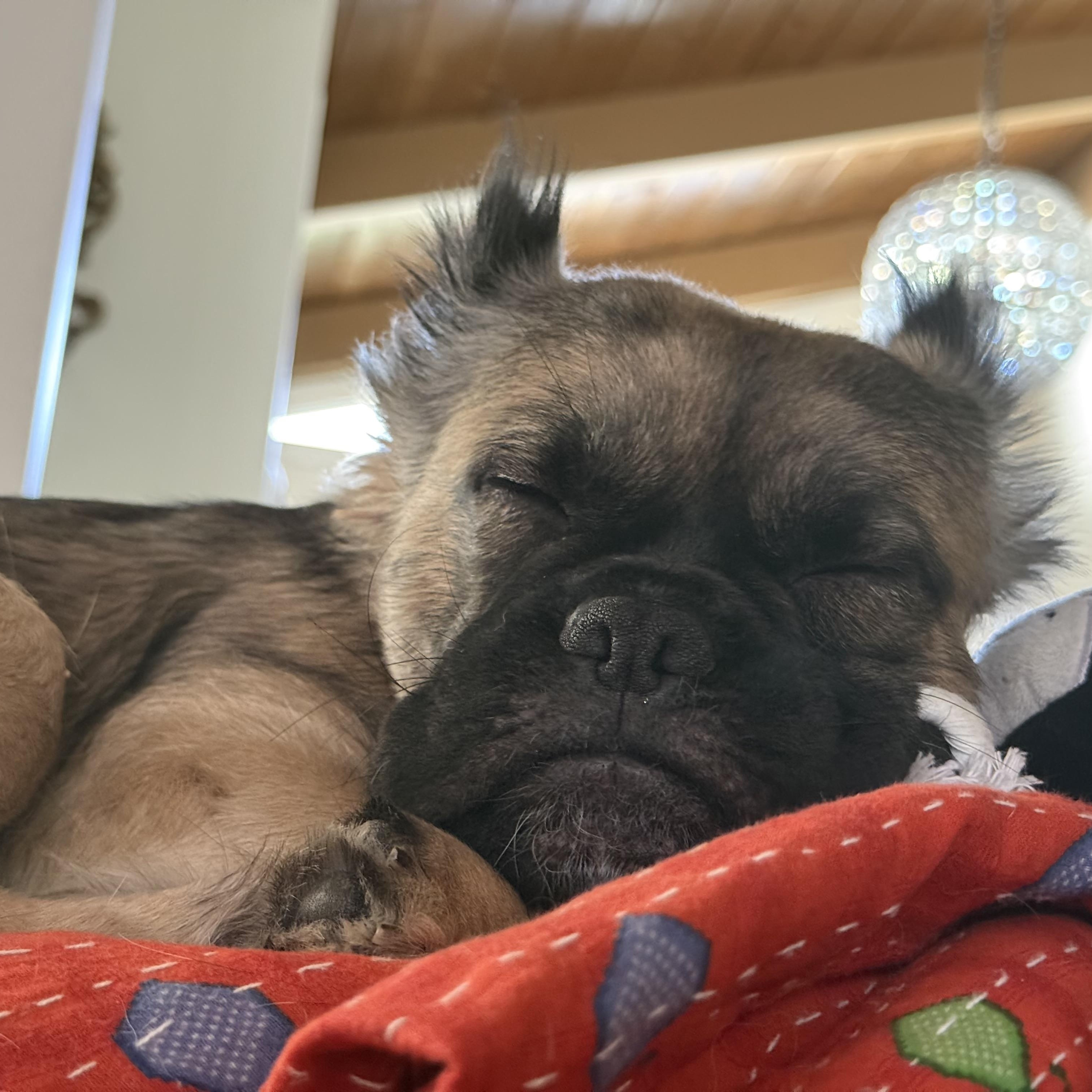 Enlarge Irma, a Adoptable French Bulldog in La Mesa, CA image 2/6