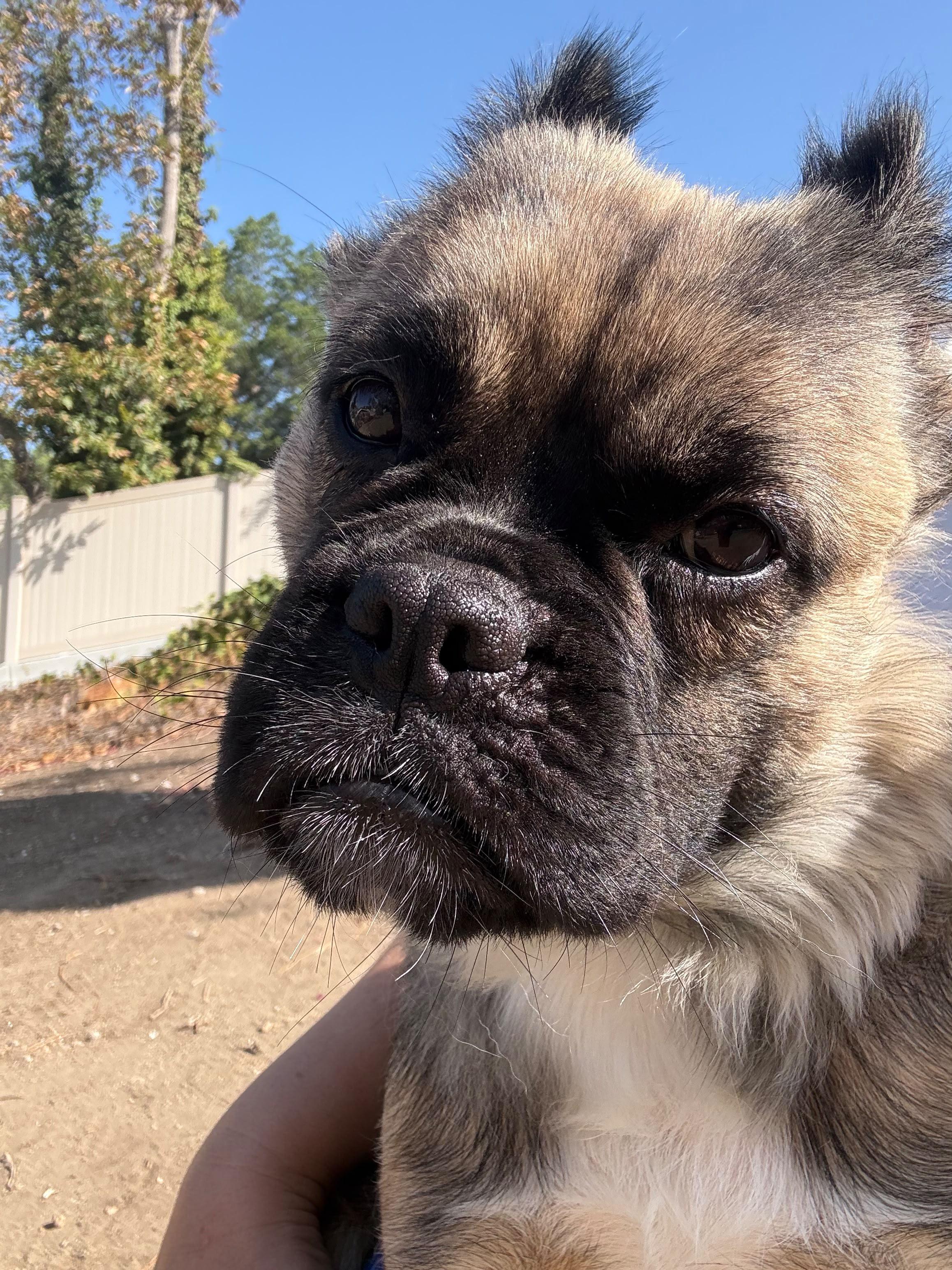 Enlarge Irma, a Adoptable French Bulldog in La Mesa, CA image 4/6