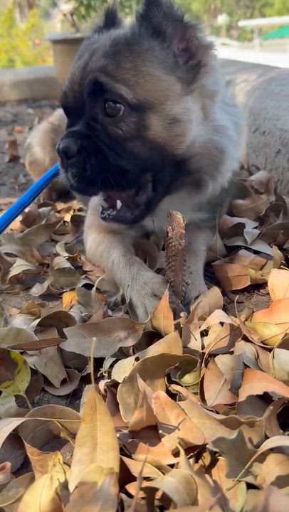 Enlarge Irma, a Adoptable French Bulldog in La Mesa, CA video 3/6