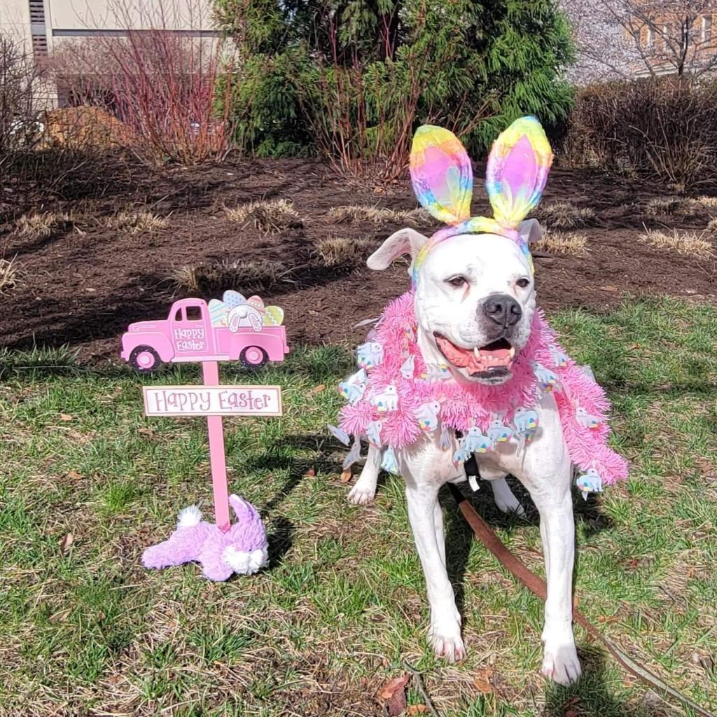 Enlarge Sugar, a Adoptable mixed breed in Roanoke, VA image 1/3