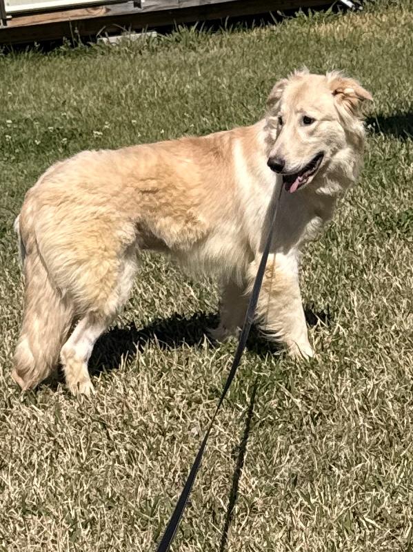 Bru, Adoptable, Young Male Great Pyrenees & Shepherd.