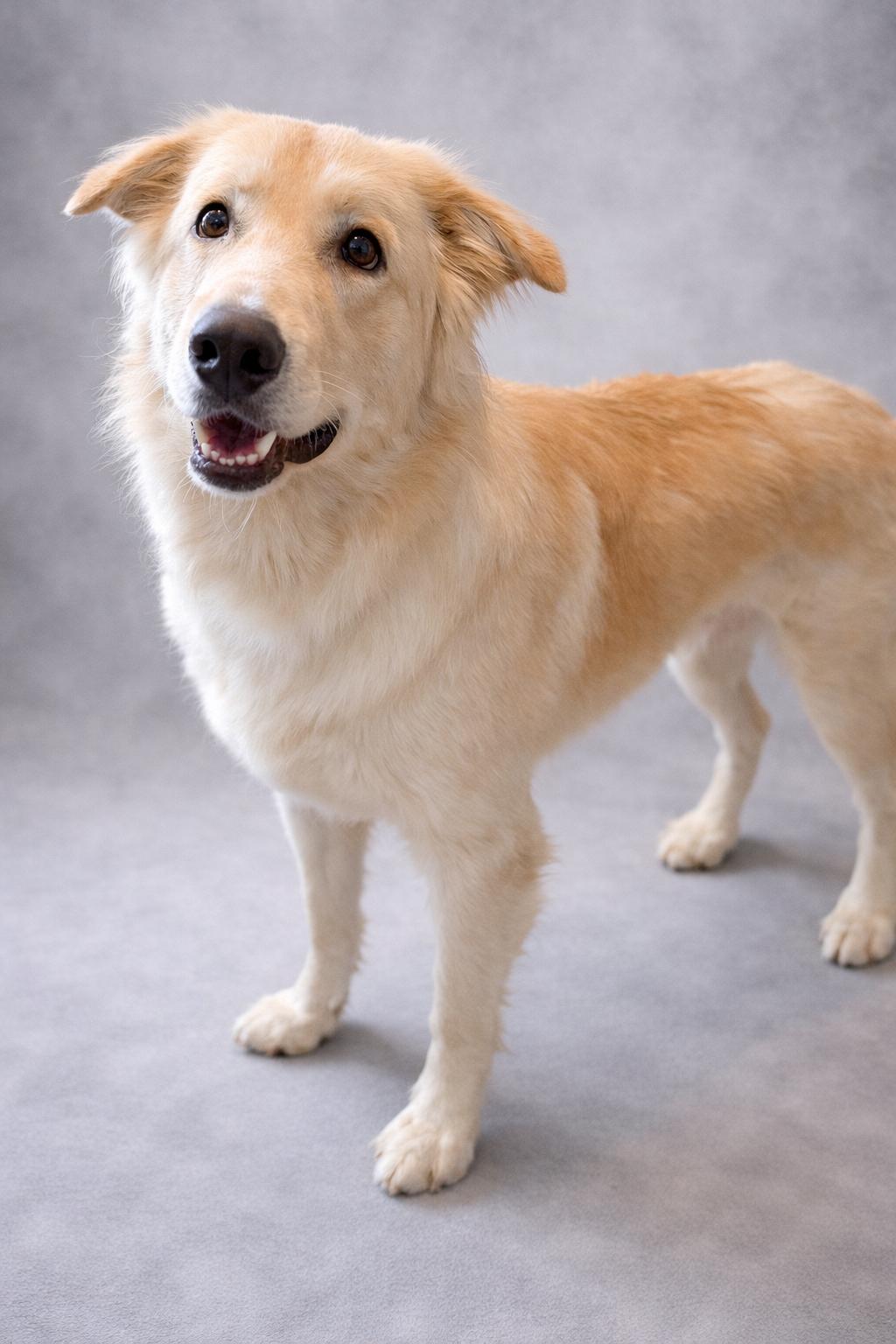 Bru, Adoptable, Young Male Great Pyrenees & Shepherd.