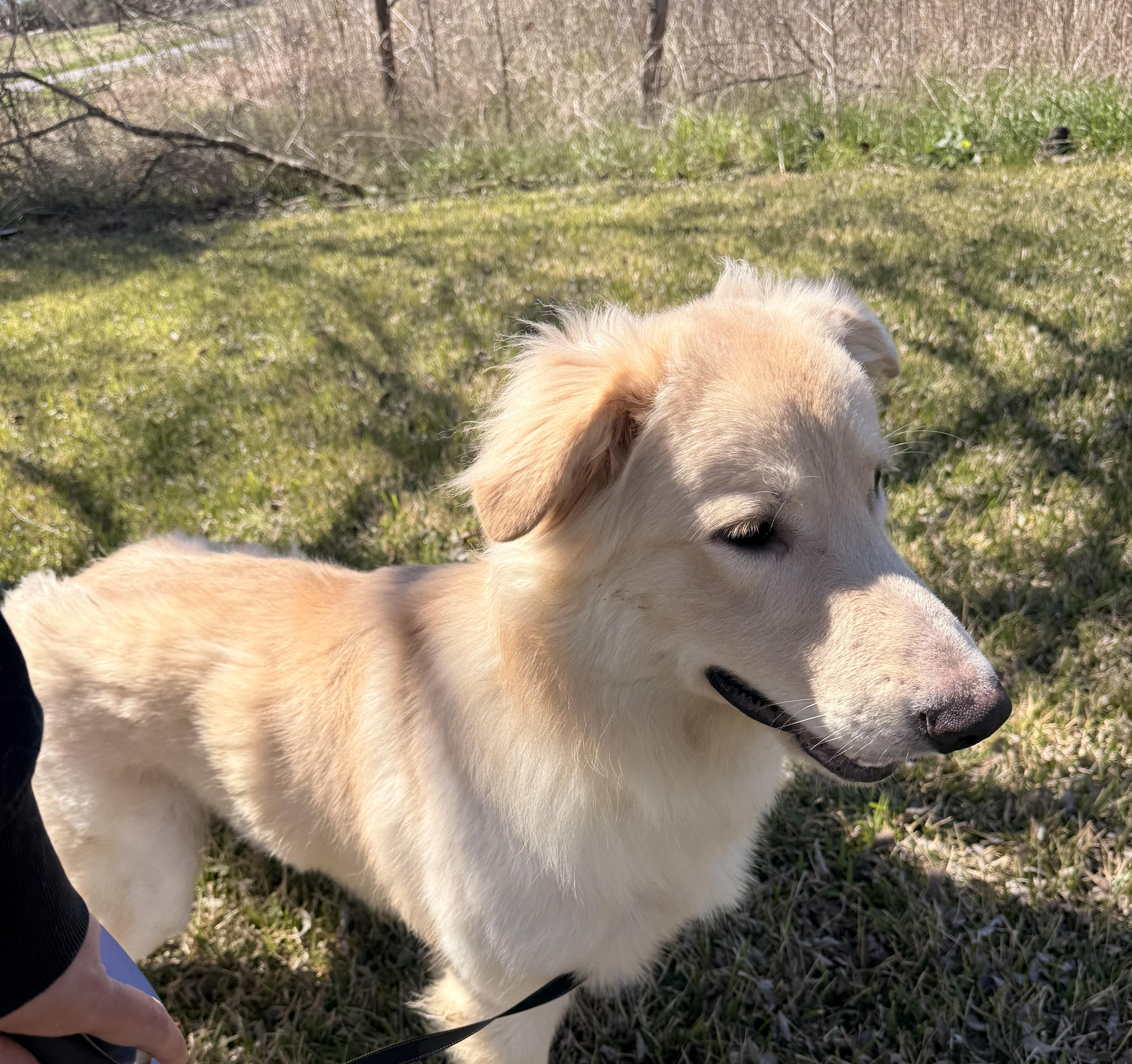 Bru, a Adoptable mixed breed in Baton Rouge, LA image 2/2