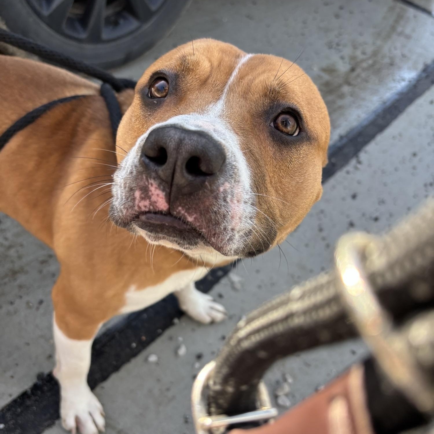 Sunny , ADOPTABLE, Young Male American Staffordshire Terrier.