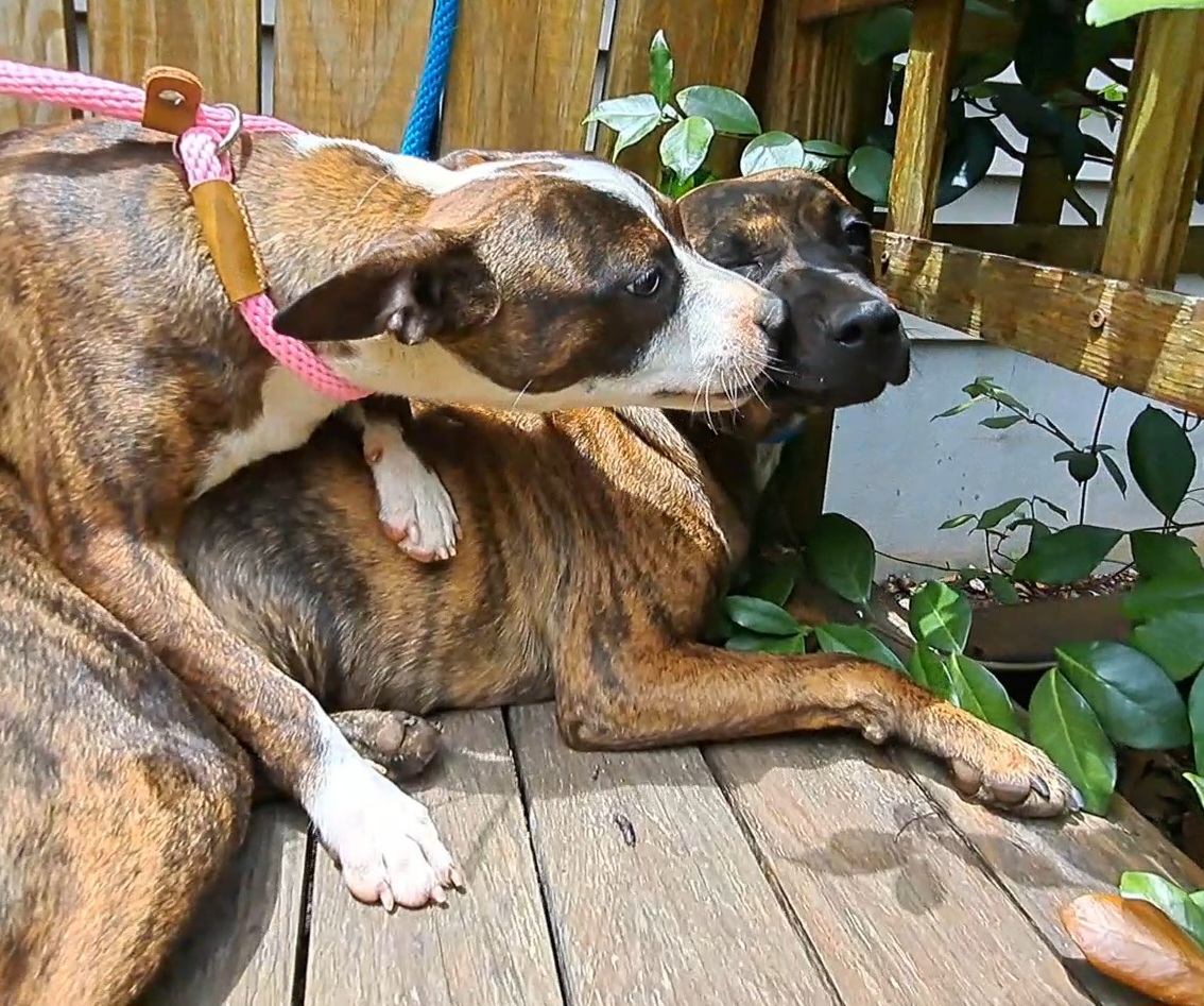 Enlarge Janie and Jimmy, a Adoptable mixed breed in Westminster, SC image 1/6