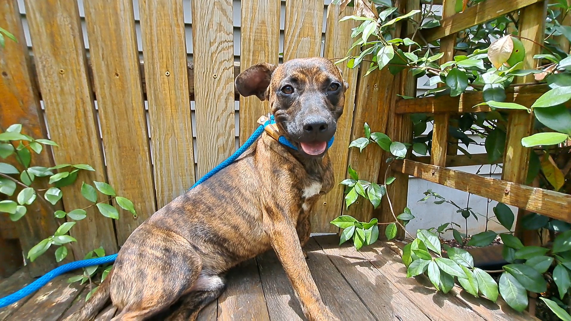 Enlarge Janie and Jimmy, a Adoptable mixed breed in Westminster, SC image 2/6