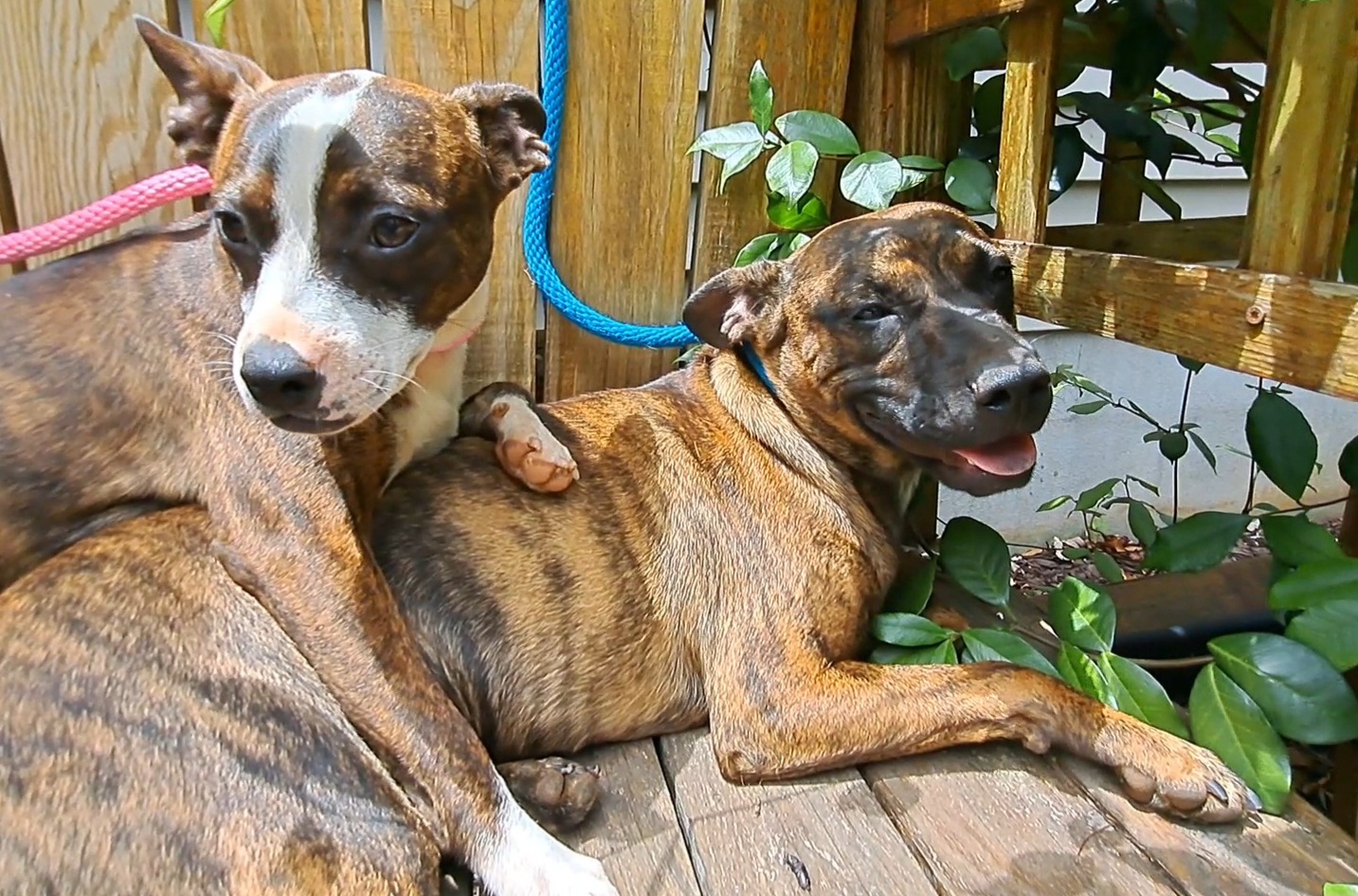 Enlarge Janie and Jimmy, a Adoptable mixed breed in Westminster, SC image 3/6