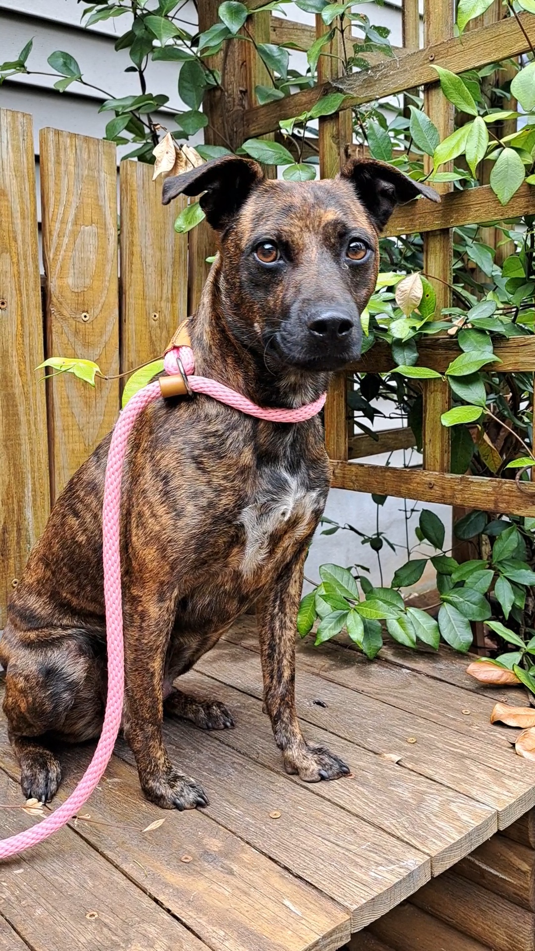 Enlarge Janie and Jimmy, a Adoptable mixed breed in Westminster, SC image 4/6