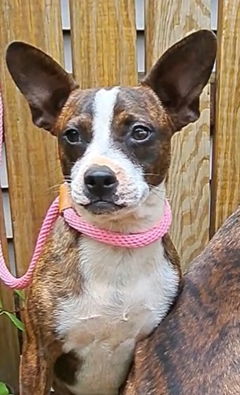 Enlarge Janie and Jimmy, a Adoptable mixed breed in Westminster, SC image 5/6