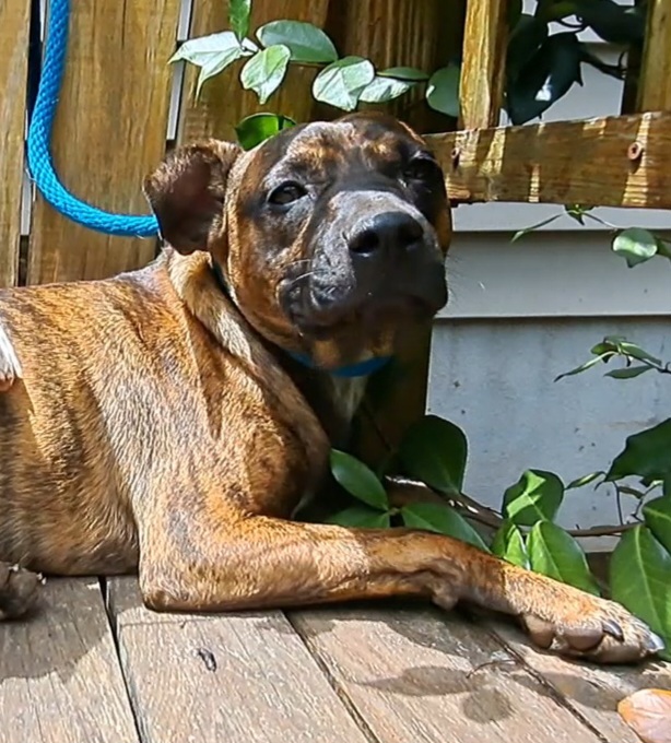 Enlarge Janie and Jimmy, a Adoptable mixed breed in Westminster, SC image 6/6