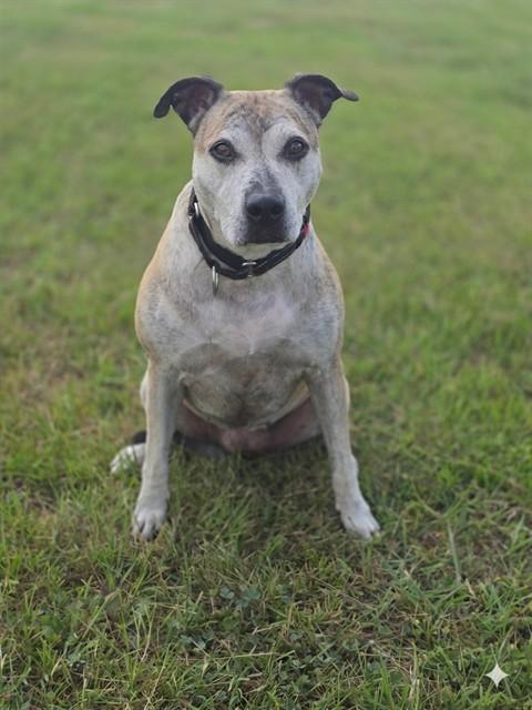 Enlarge YOLO, a Adoptable mixed breed in York, SC image 1/1